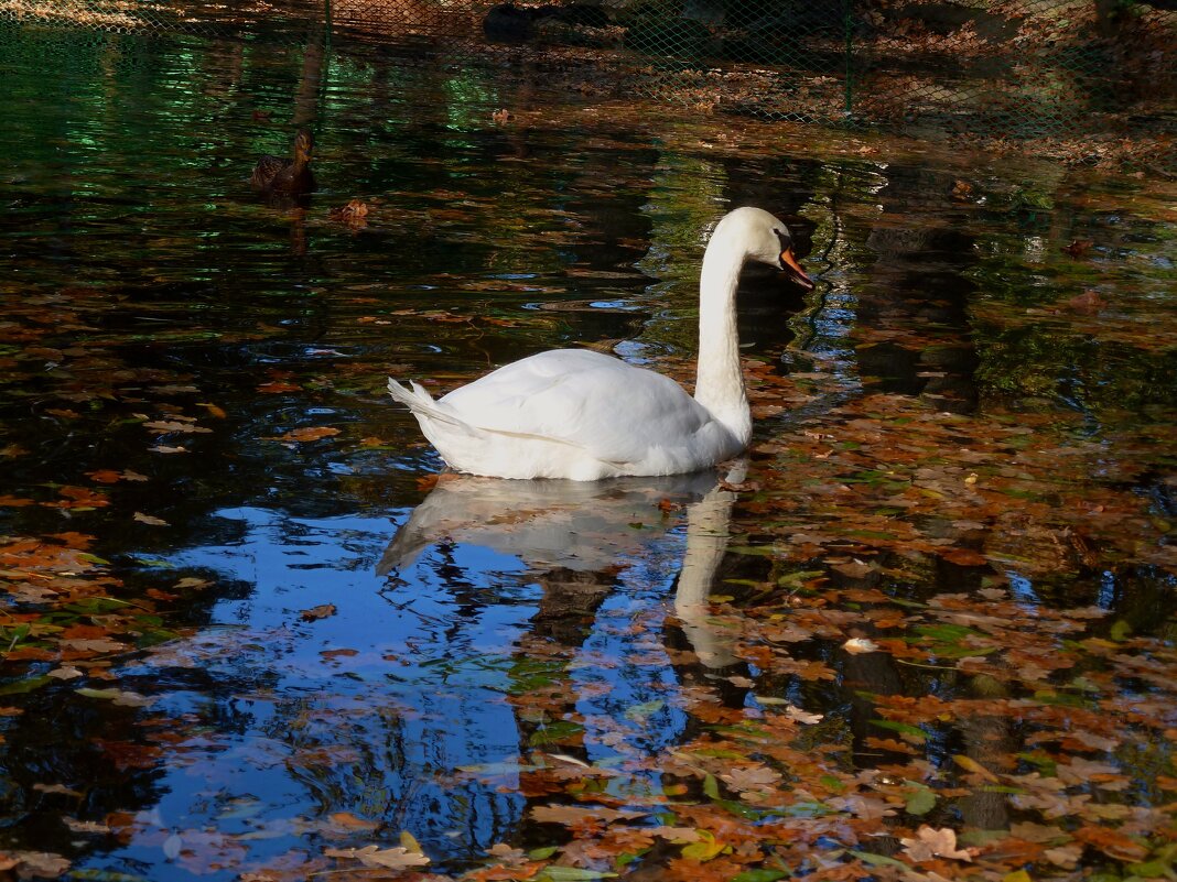 Октябрь на пруду с листьями и  белым лебедем... - Лидия Бараблина