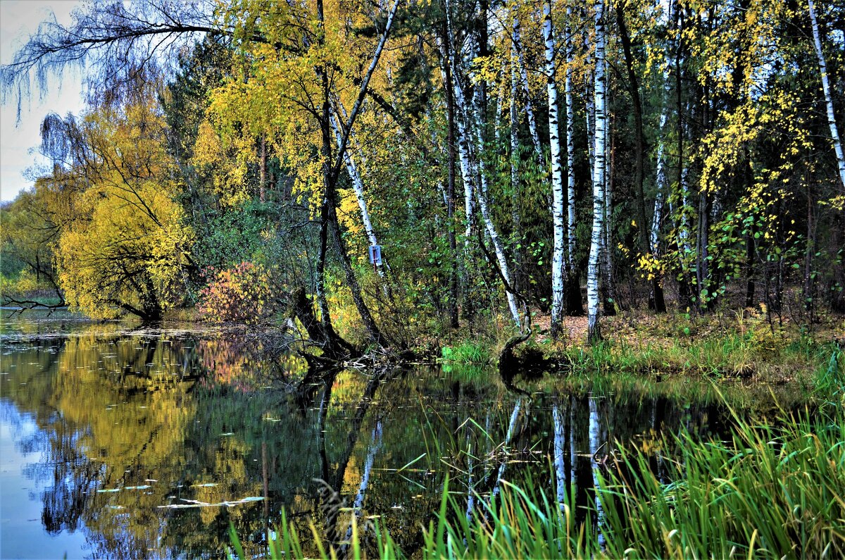 Осень — расцвет красоты природы в её увядании... - Ольга Русанова (olg-rusanowa2010)