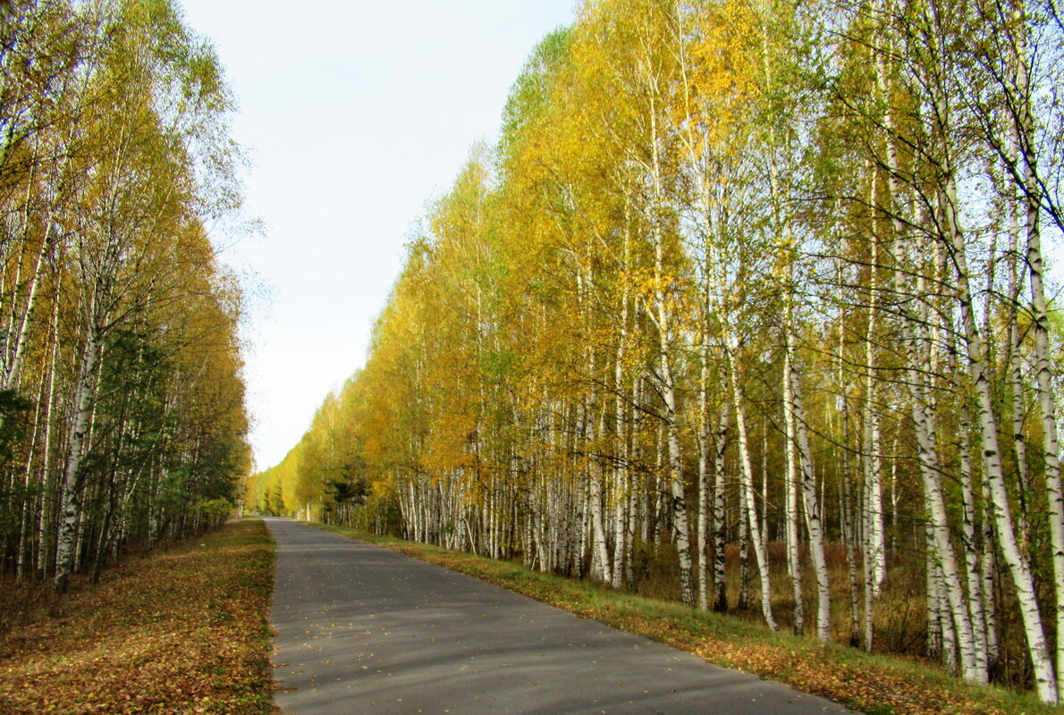 Дорога в скит - Александр Чеботарь