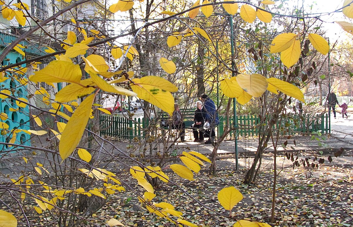 ...падают, падают листья, ну и пусть, зато прозрачней свет - Нина Корешкова