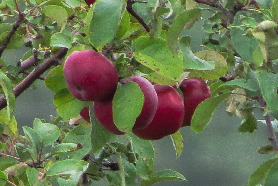 Лето,урожайное на яблоки - Сергей Цветков