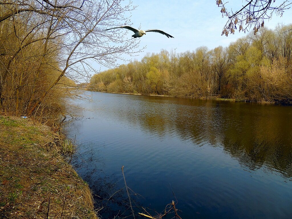 р.Хорол - Роман Савоцкий