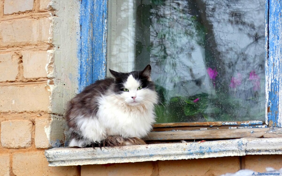 Загрустила  кошка у окошка, неуютно кошкам в ноябре... - Андрей Заломленков