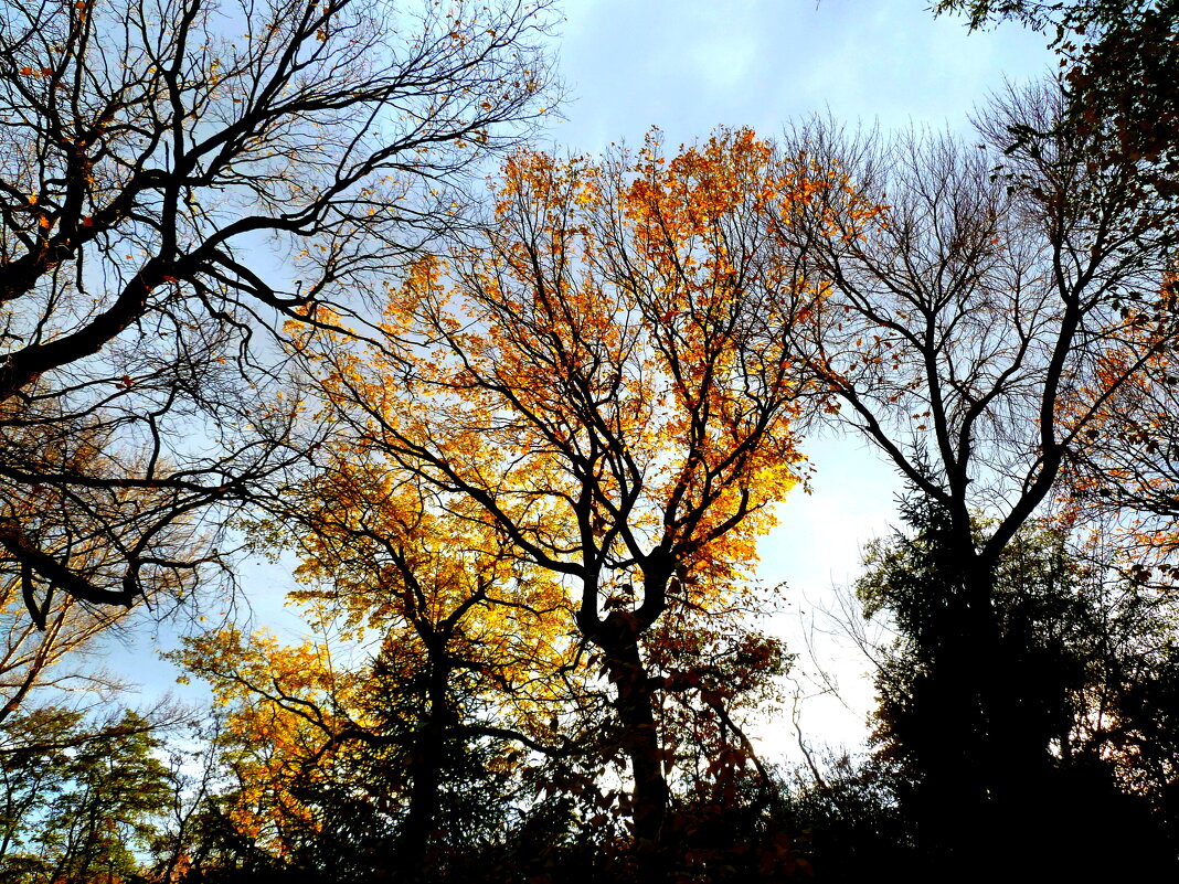 Ноябрьский этюд на фоне неба - Лидия Бараблина