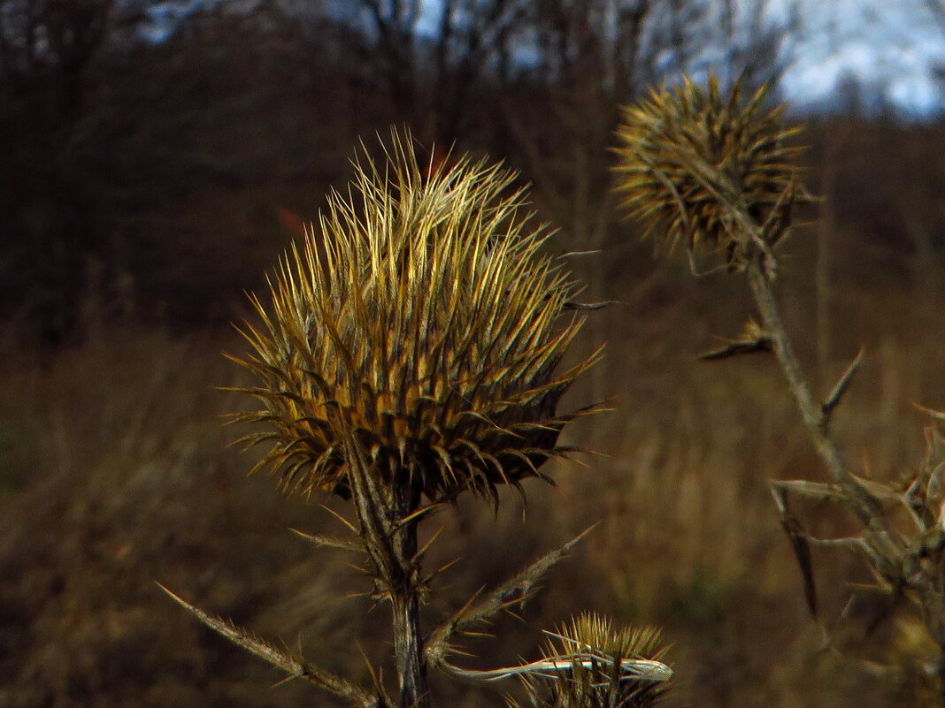 Сухарики   Бодяк обыкновенный (лат. Cirsium vulgare) - vodonos241 