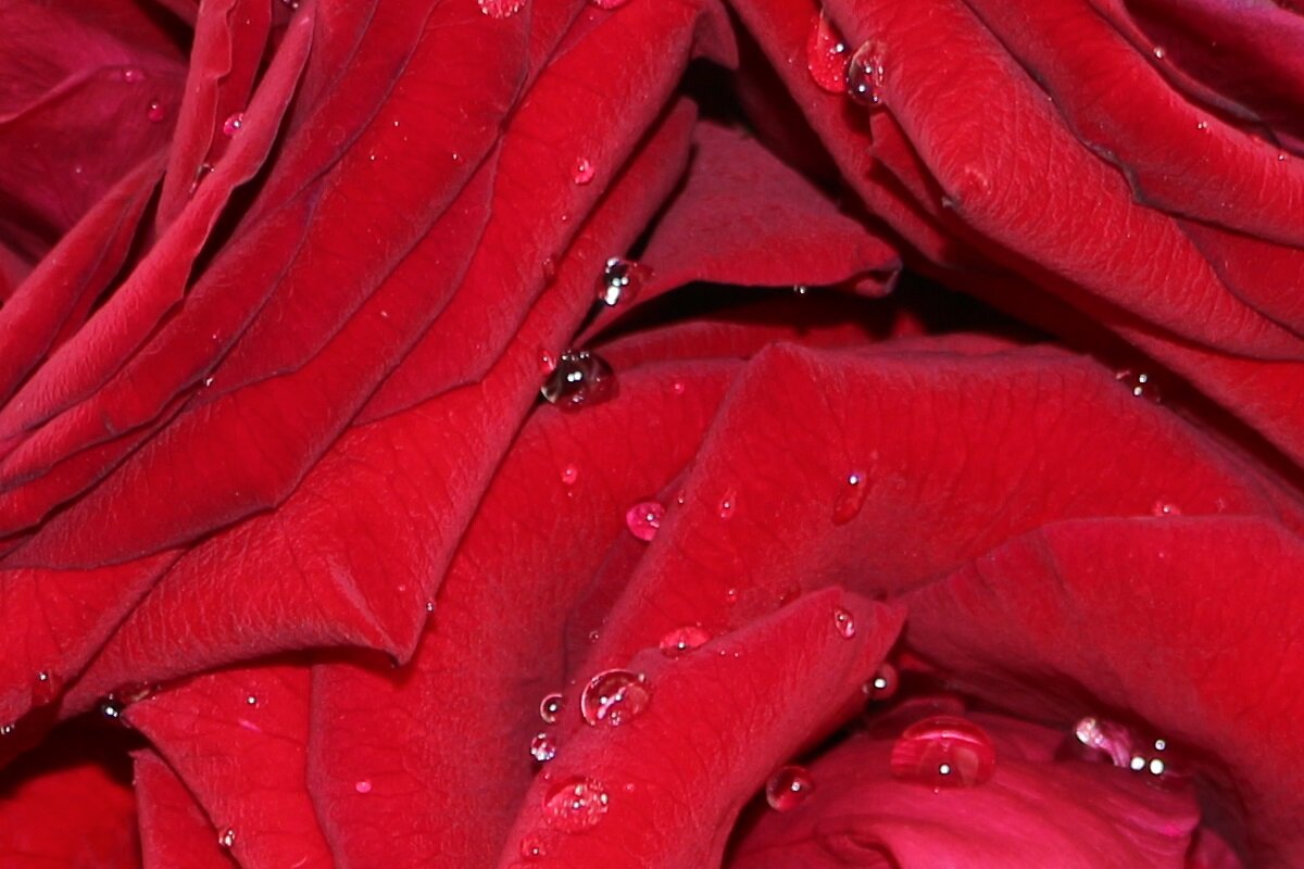 Розы ободрённые водой - Надежд@ Шавенкова