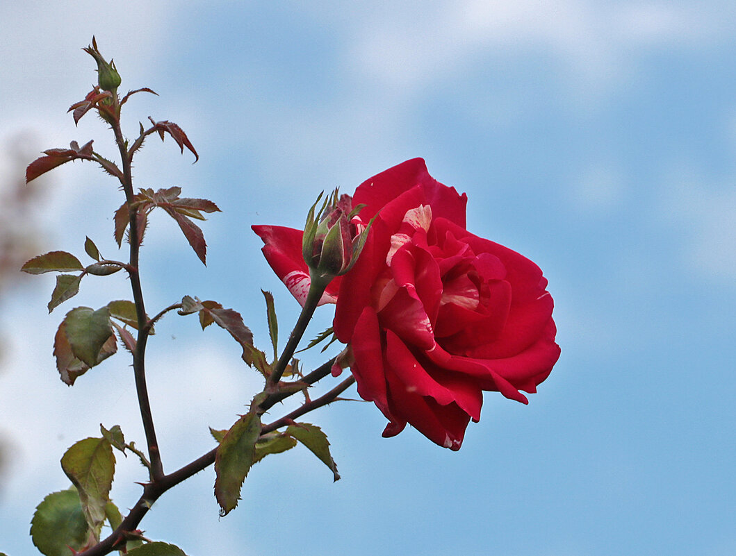 Небесная роза - Светлана 