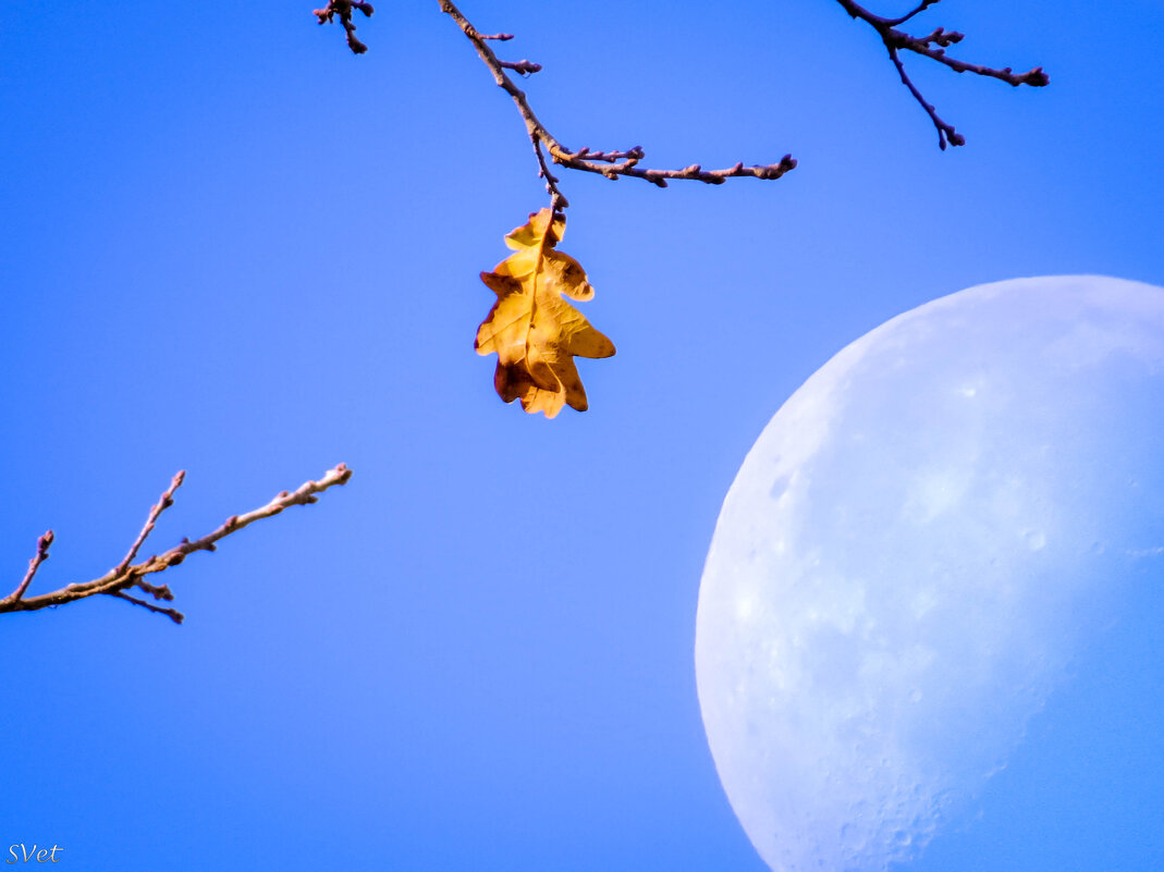 Осень и луна - SVetlana Veter