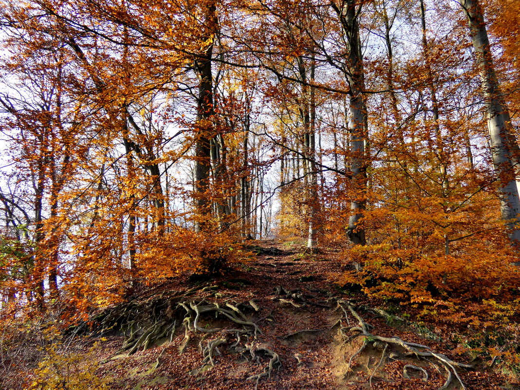 лес осенью - Heinz Thorns
