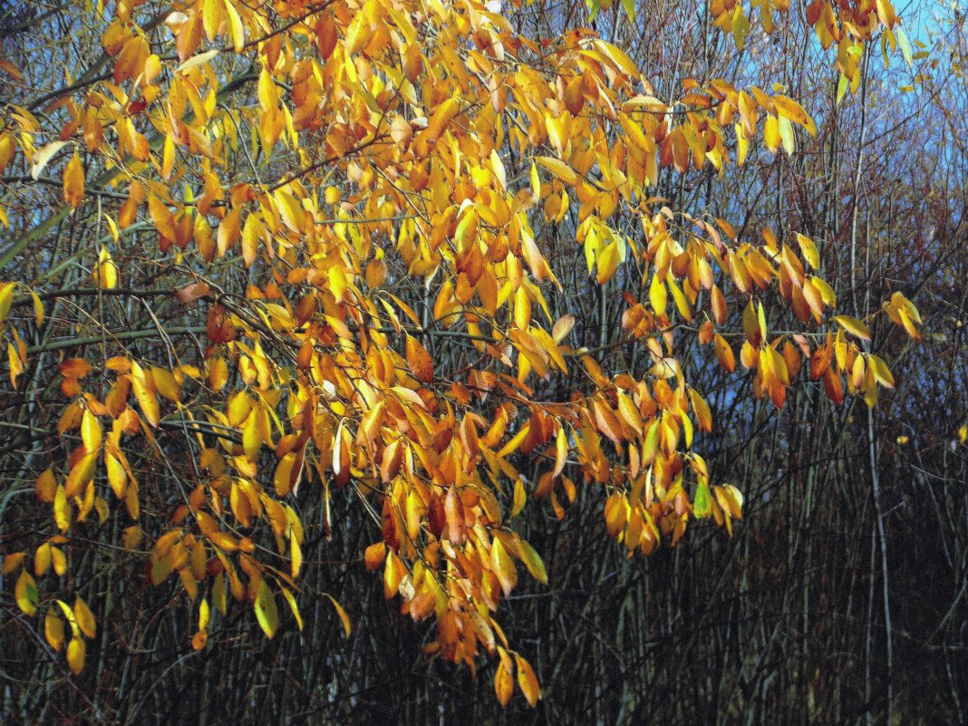 Осенние листья - Фотогруппа Весна