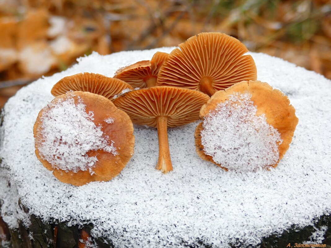 Набрать грибочков на жарёху в середине ноября!  :-) - Андрей Заломленков