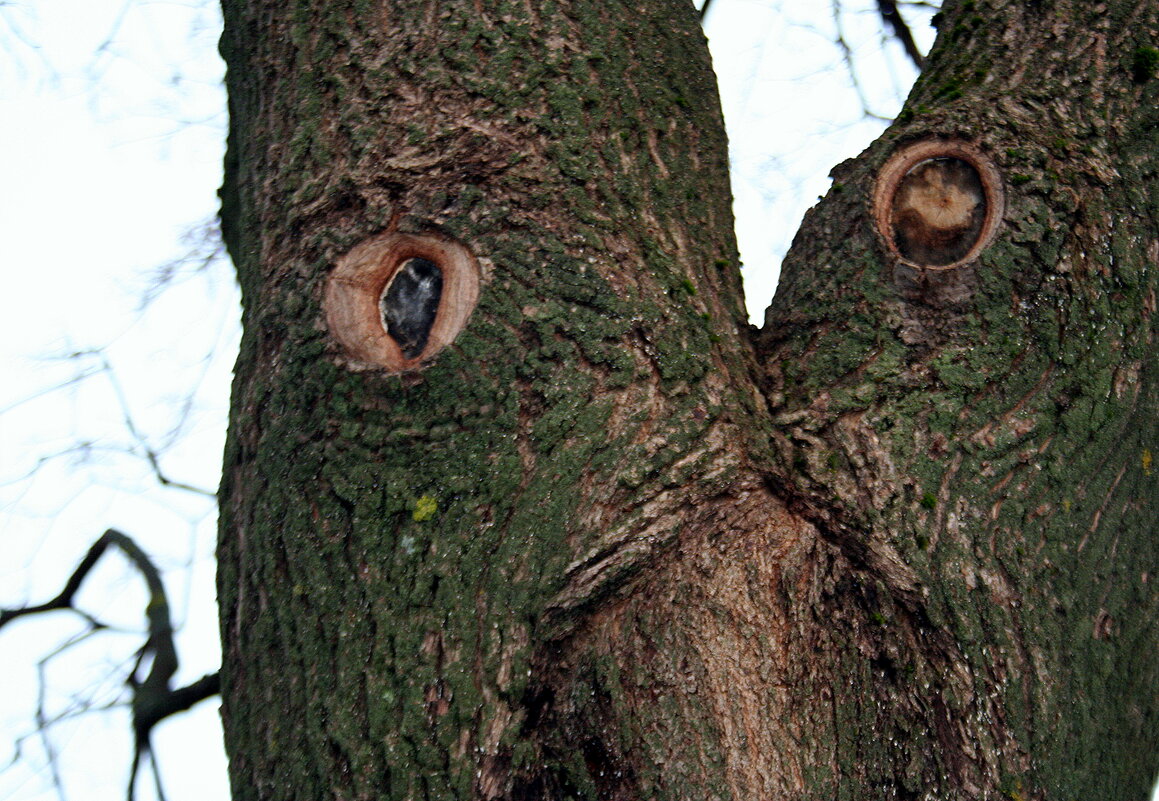 глазастое дерево - Любовь 