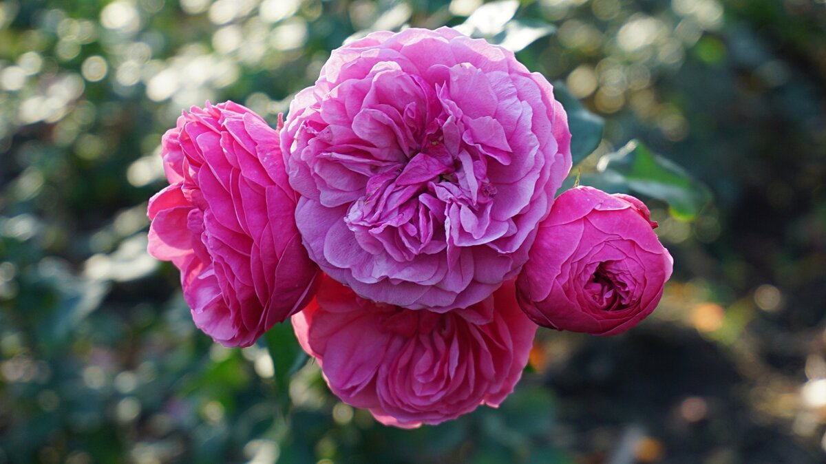 Роза флорибунда "Pamponella" - wea *