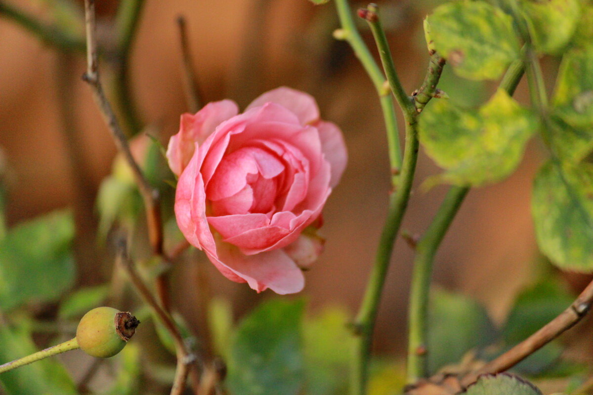 И в ноябре розы бывают розовыми... - Александр Чеботарь