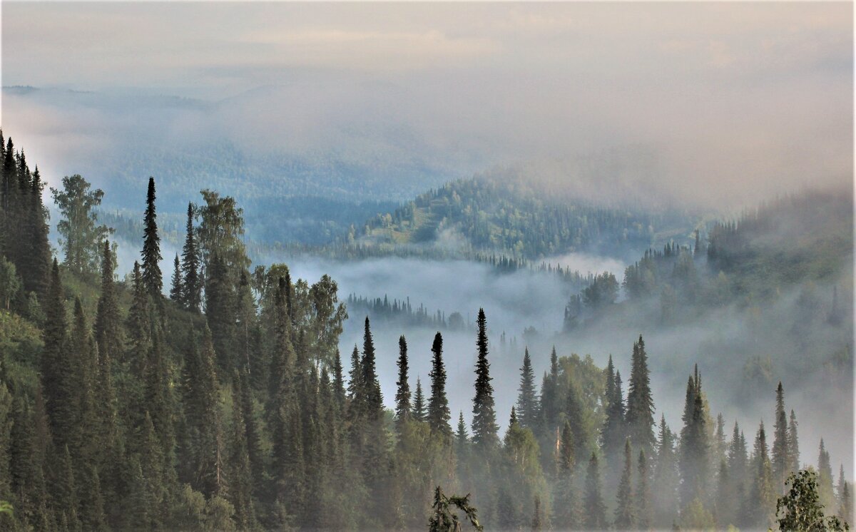 Туман поутру - Сергей Чиняев 
