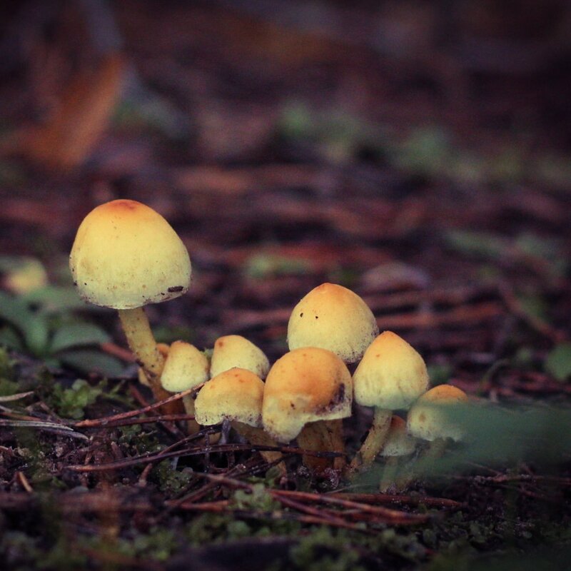 Семья грибов - Inga Catlaka