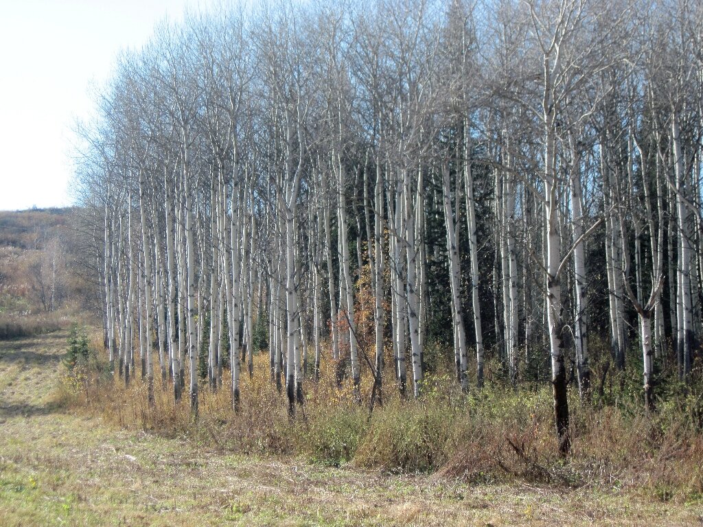 Осень за городом. - Людмила Грибоедова 