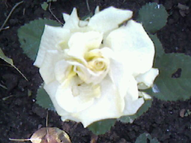 Белая роза - Дмитрий Никитин