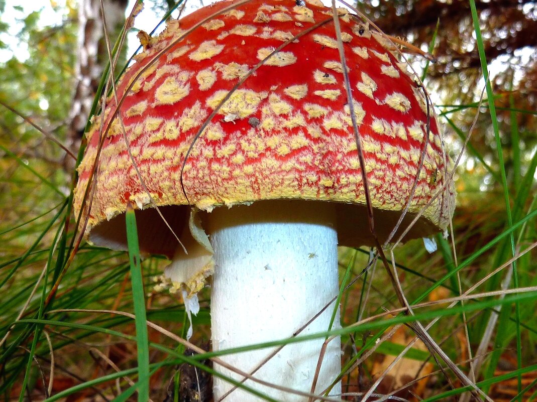 Красочный гриб с красным зонтиком в осеннем лесу - Лидия Бараблина