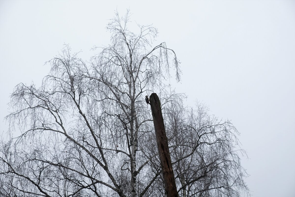 Дятел в тумане - Вадим 
