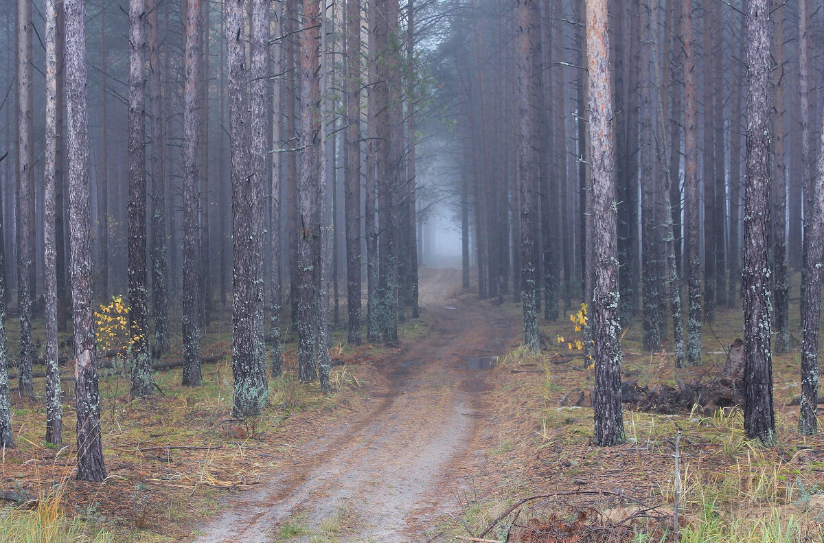 Осень в сосновом лесу - Ната Волга