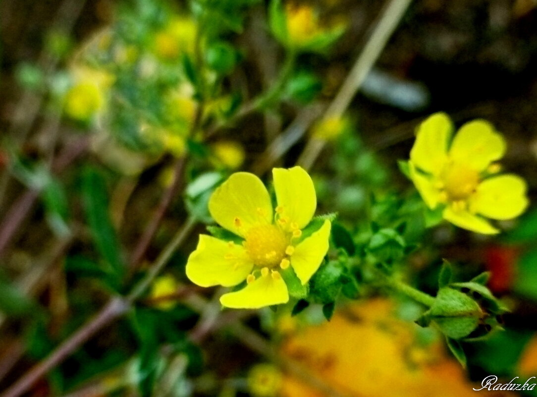 Potentilla argentea - Raduzka (Надежда Веркина)