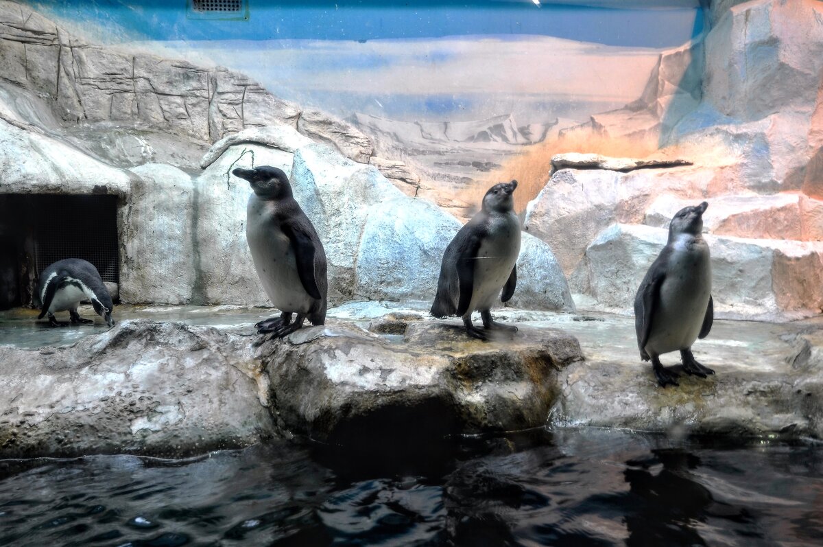 Папуанские пингвины - Анатолий Колосов