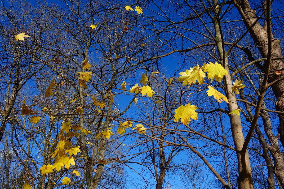 ...Ноябрь уж наступил - уж роща отряхает Последние листы с нагих своих ветвей... - Galina Dzubina