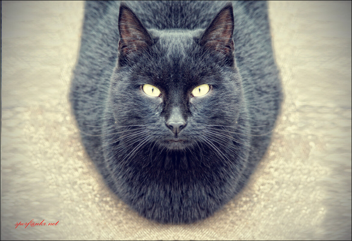 Чёрный кот - Сергей Порфирьев