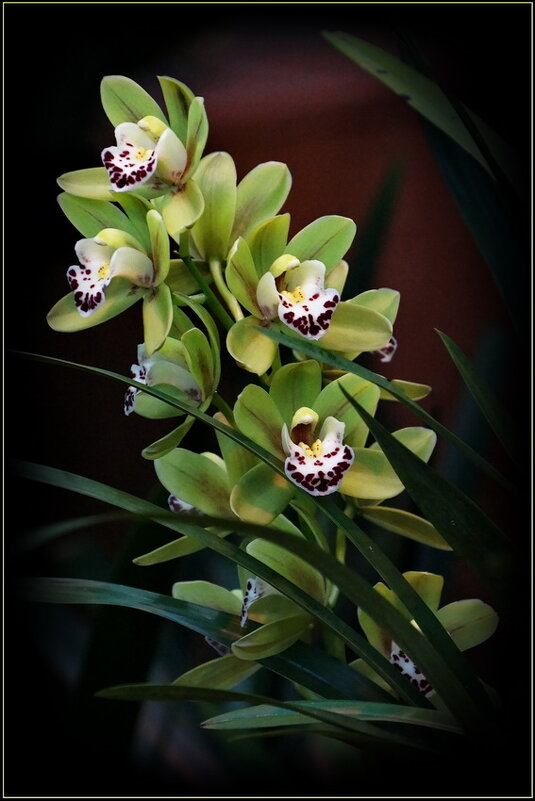 Веточка зелёной орхидеи - Татьяна repbyf49 Кузина