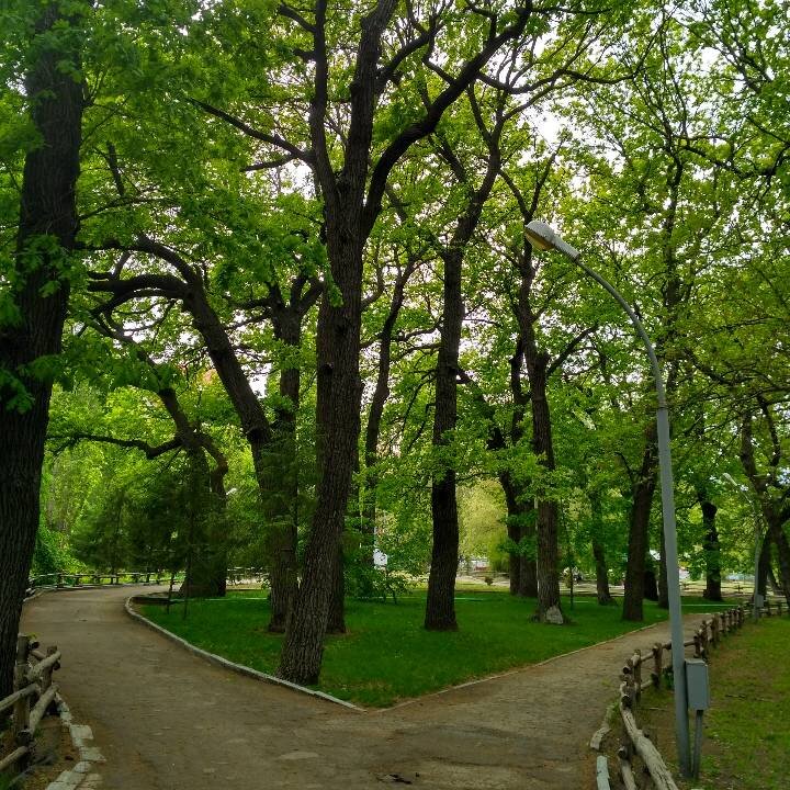 дорога в парке - Nataliya 