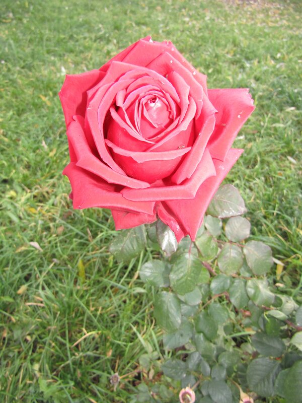 Цветёт роза красная - Galaelina ***