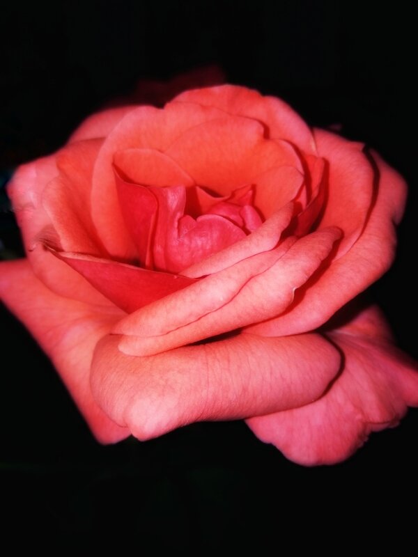 Тёплая осень позволила розе долго цвести... - Татьяна 