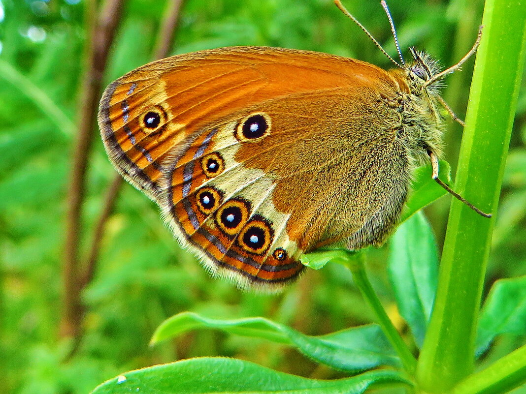 Сенница.     Сенница аркания (лат. Coenonympha arcania) - vodonos241 