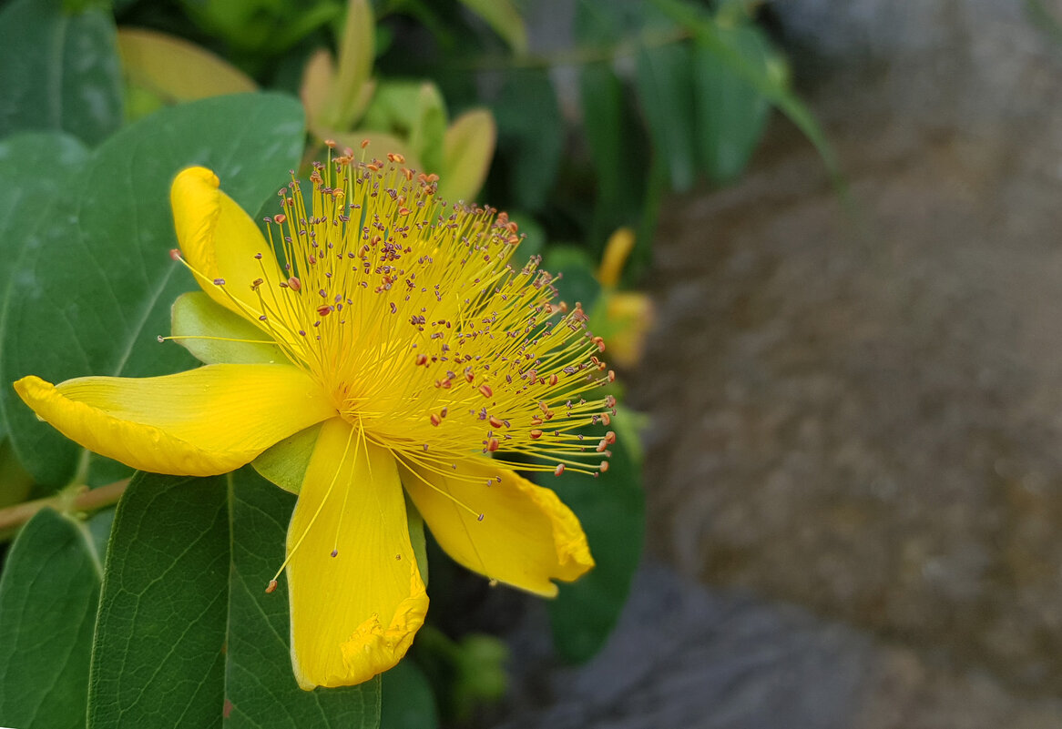 Тычинки желтого цветка - Наталья (D.Nat@lia)