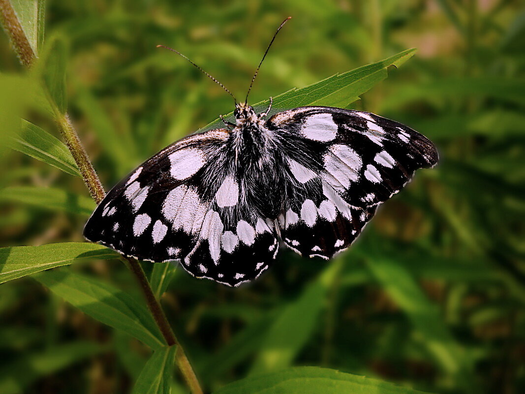 Пестроглазка галатея, или галатея — вид дневных бабочек из семейства Бархатницы - dana smirnova