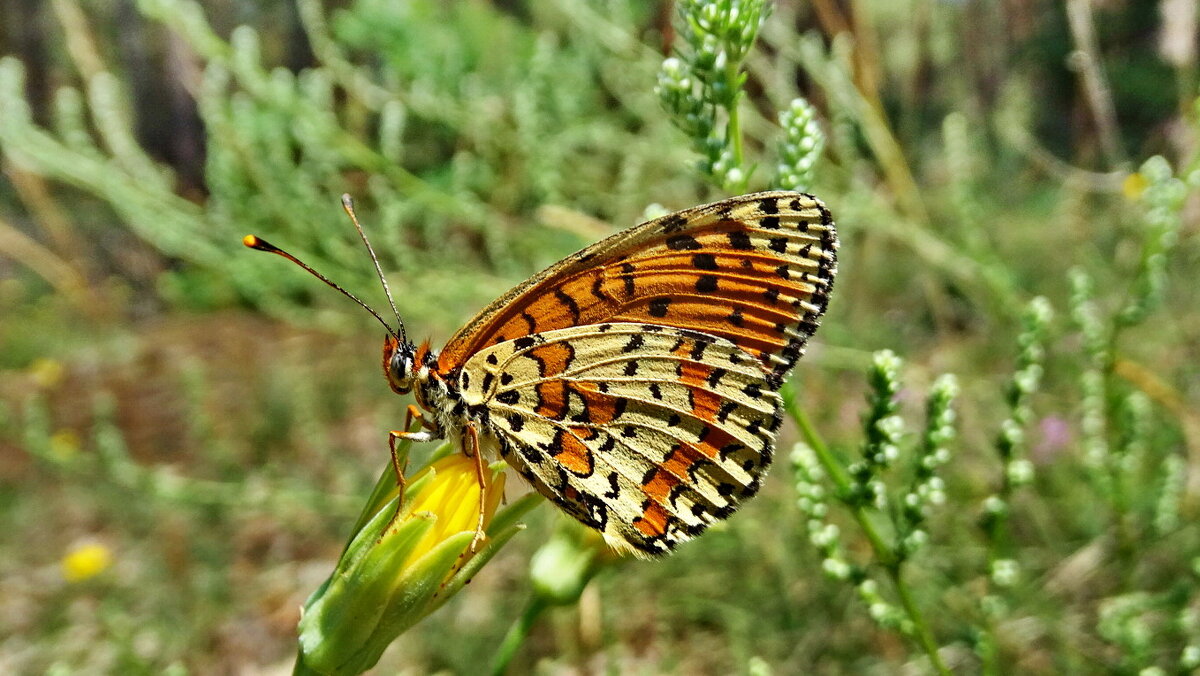 Шашечница красная (лат. Melitaea didyma) - vodonos241 