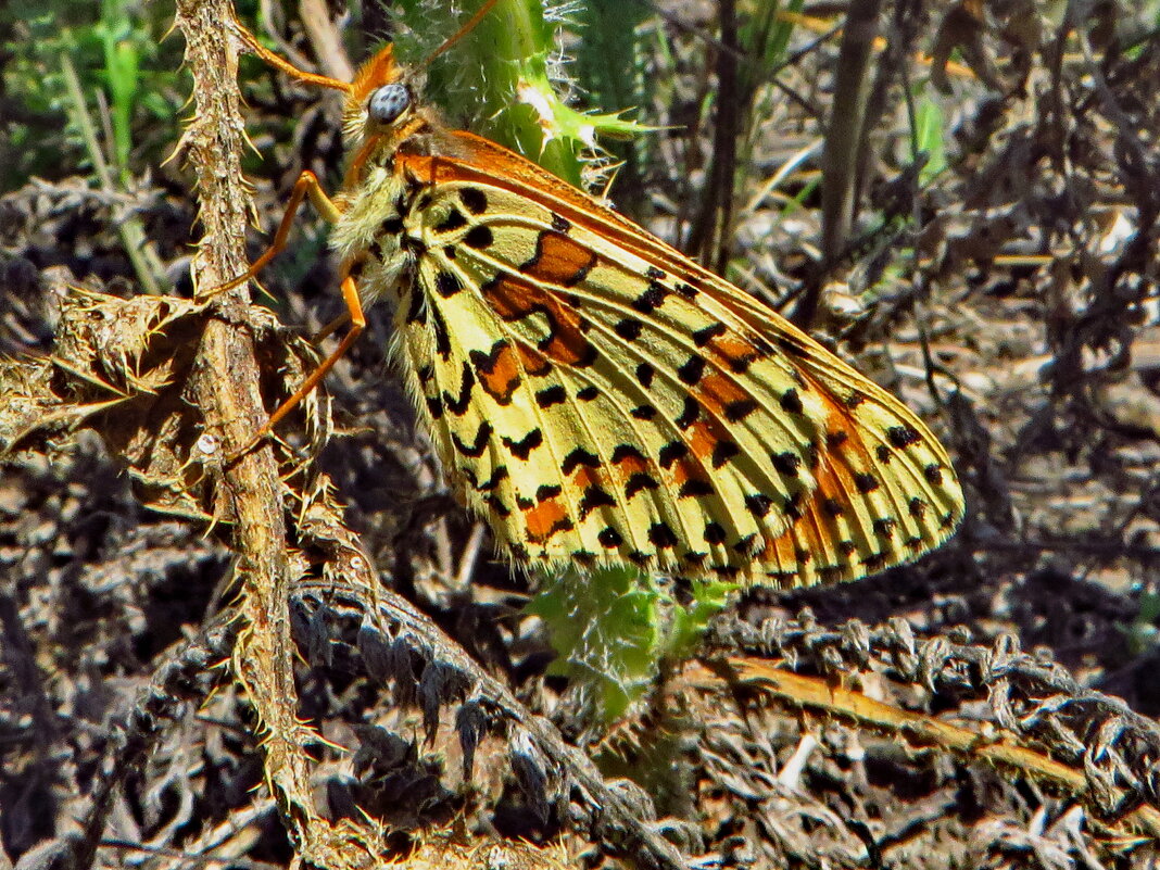 Шашечница красная (лат. Melitaea didyma) - vodonos241 