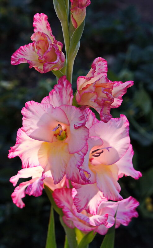 Цветет гладиолус - сергей 