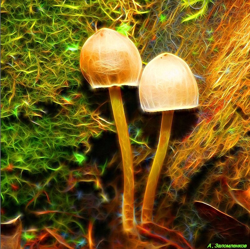 Про волшебные грибочки.. :-) - Андрей Заломленков