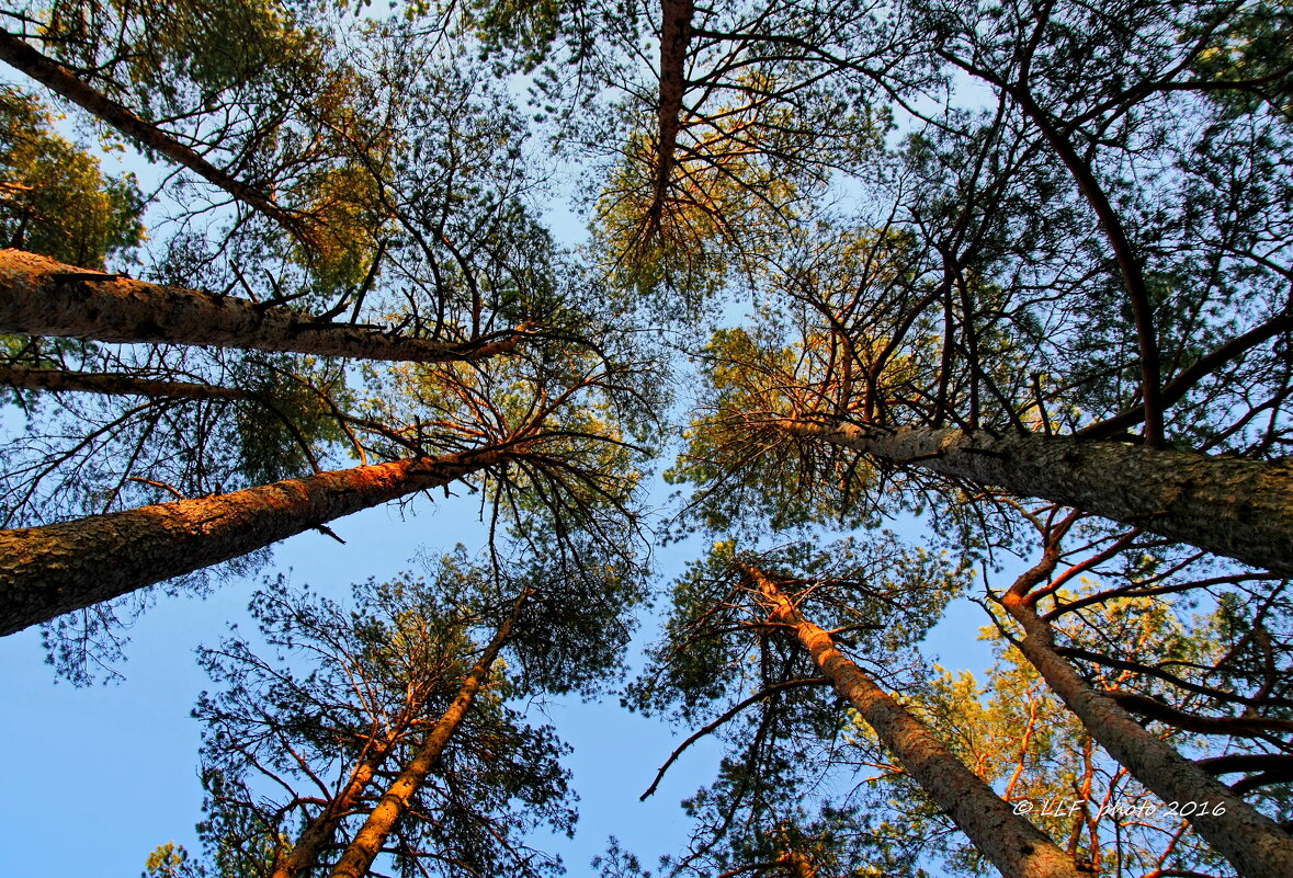 Высокие деревья - Liudmila LLF