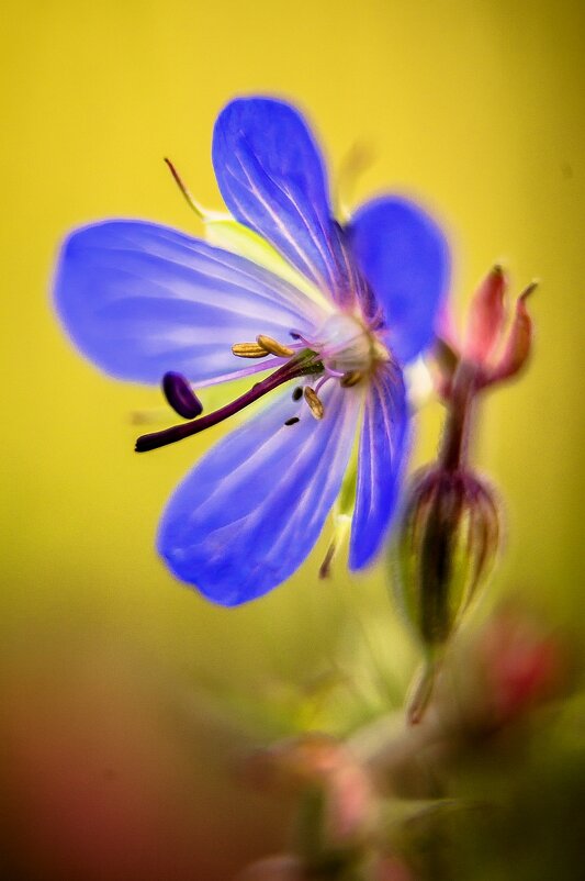 цветок - Андрей Иванов