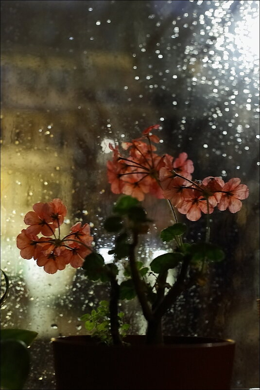 Дождь за окном - Владимир Стаценко