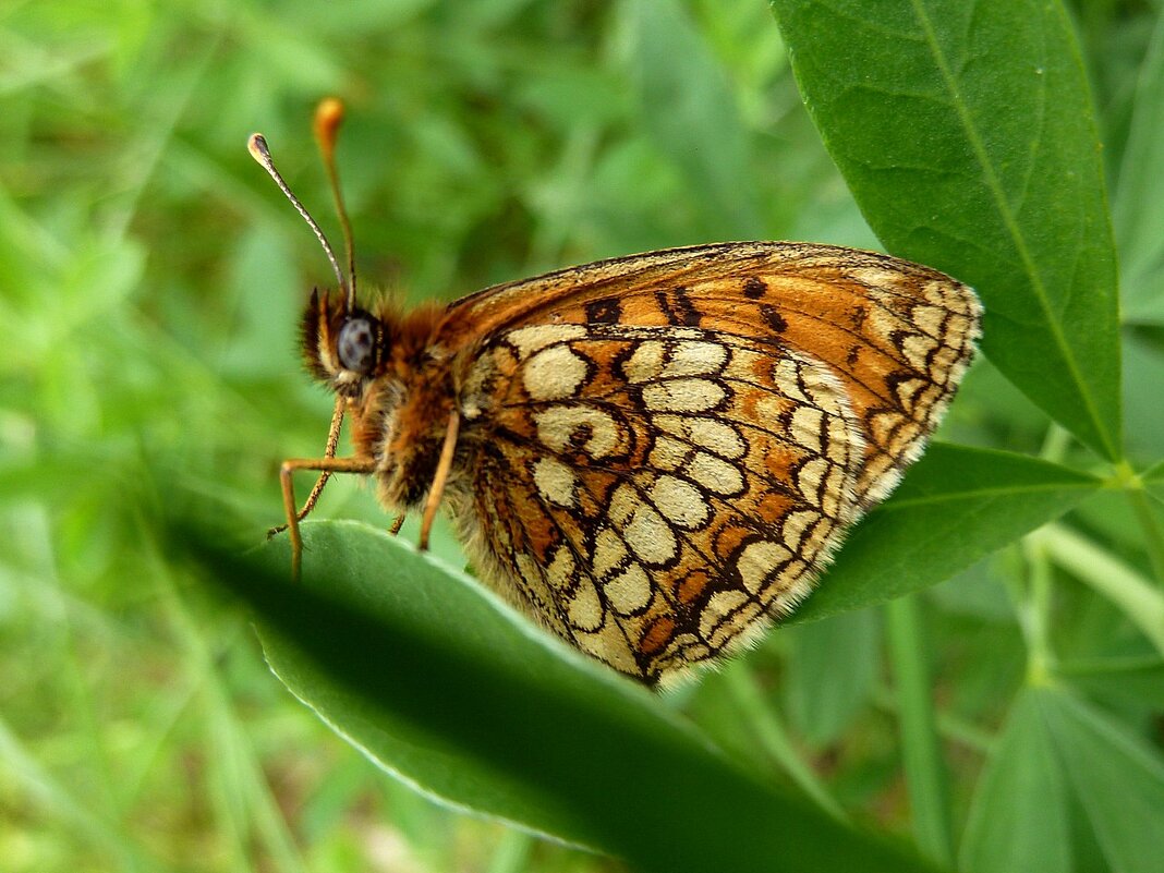 Макро лесной бабочки - Лидия Бараблина
