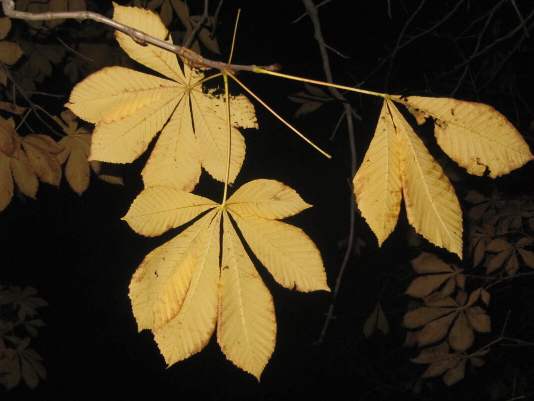 Осенние листья - Наталья Герасимова