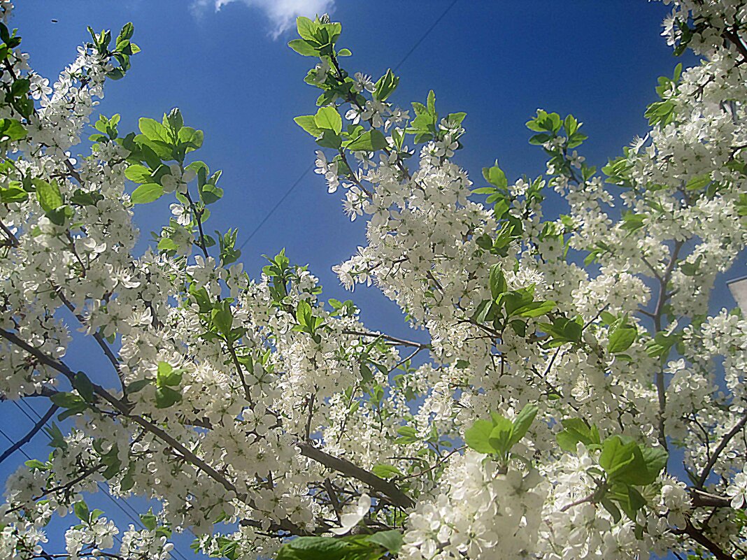 Небо весны - Елена Семигина