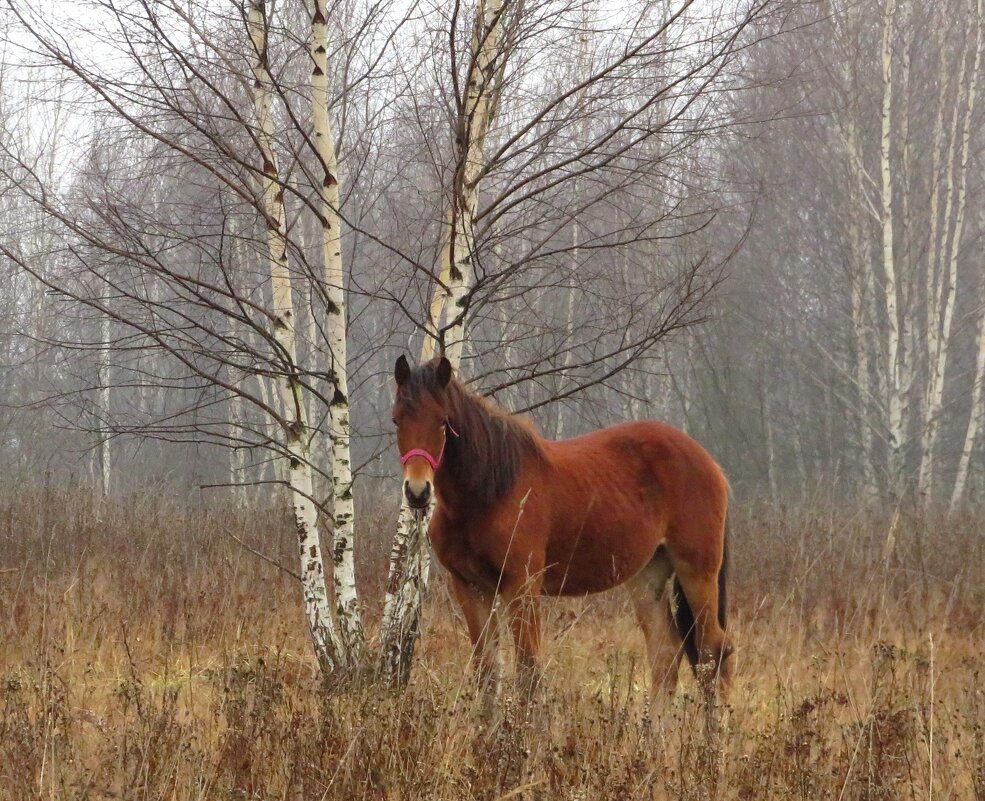 Лошадь у берёзок - Андрей Снегерёв