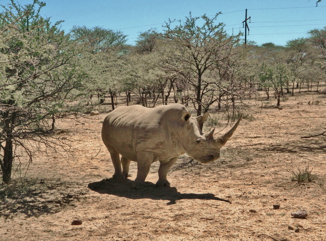 Гуляющий носорог - Андрей K.