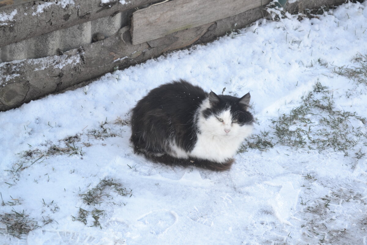 Котик на снегу. - zoja 