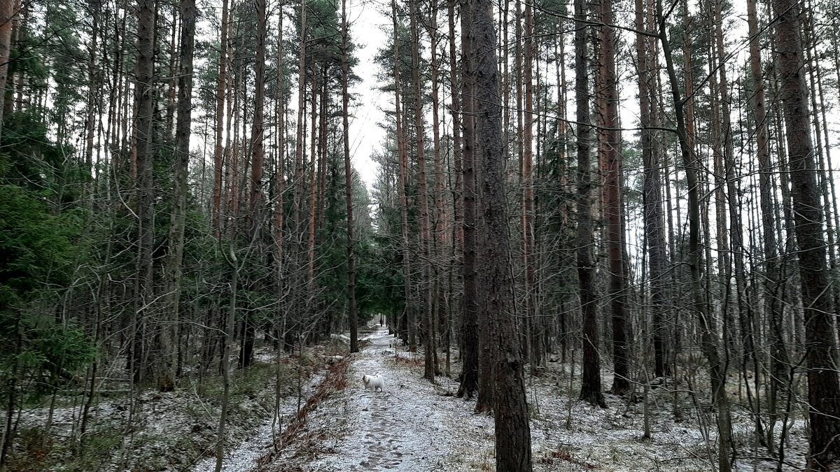 В лесопарке. Последний день осени - Елена Павлова (Смолова)